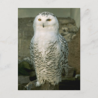 Snowy owl - briefkaart