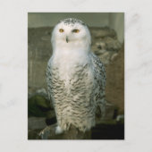 Snowy owl - briefkaart (Voorkant)