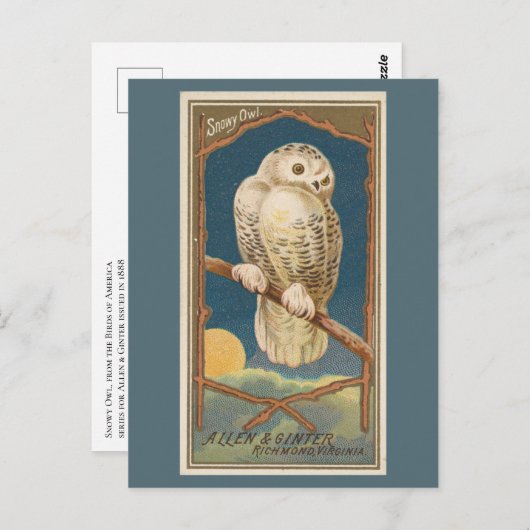 Snowy Owl Briefkaart (Voorkant / Achterkant)