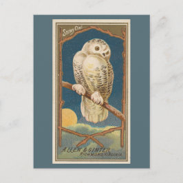 Snowy Owl Briefkaart