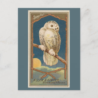 Snowy Owl Briefkaart