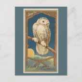 Snowy Owl Briefkaart (Voorkant)