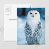 Snowy Owl Briefkaart (Voorkant / Achterkant)