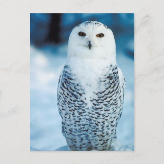 Snowy Owl Briefkaart (Voorkant)