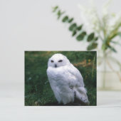 Snowy Owl Briefkaart (Staand voorkant)