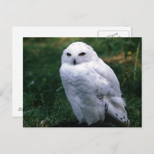 Snowy Owl Briefkaart (Voorkant / Achterkant)