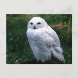 Snowy Owl Briefkaart