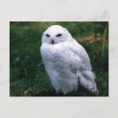 Snowy Owl Briefkaart (Voorkant)
