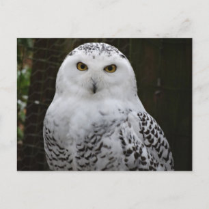 Snowy Owl Briefkaart