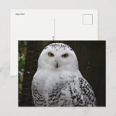 Snowy Owl Briefkaart (Voorkant / Achterkant)