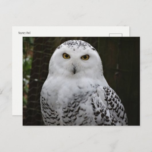 Snowy Owl Briefkaart (Voorkant / Achterkant)