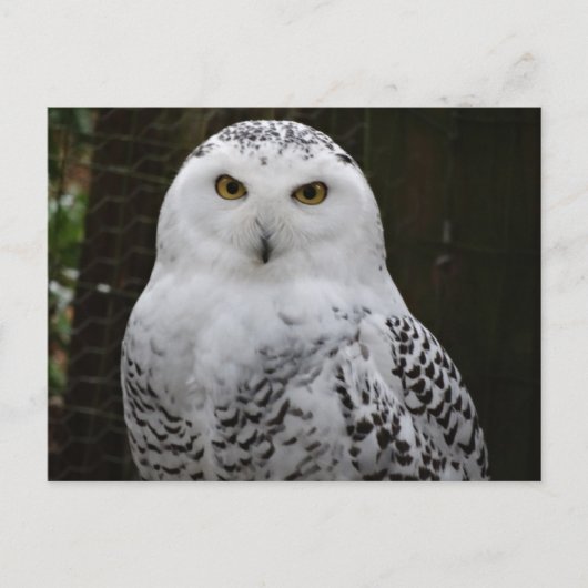 Snowy Owl Briefkaart (Voorkant)