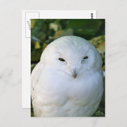 Snowy Owl Briefkaart (Voorkant / Achterkant)