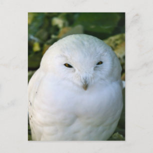 Snowy Owl Briefkaart