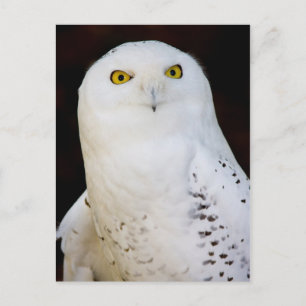 Snowy Owl Briefkaart