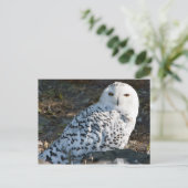 Snowy Owl Briefkaart (Staand voorkant)