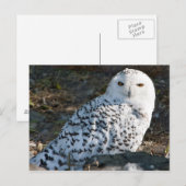 Snowy Owl Briefkaart (Voorkant / Achterkant)