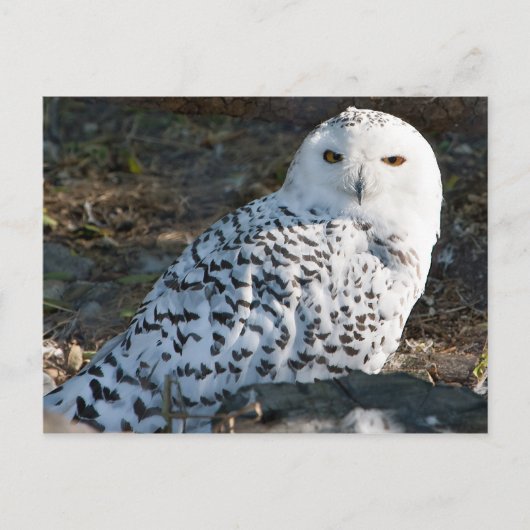 Snowy Owl Briefkaart (Voorkant)