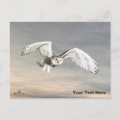 Snowy Owl Briefkaart (Voorkant)