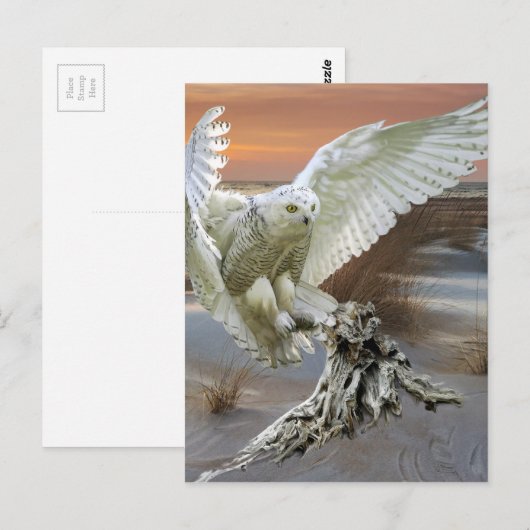 Snowy Owl Briefkaart (Voorkant / Achterkant)