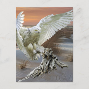 Snowy Owl Briefkaart