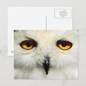 Snowy Owl Briefkaart (Voorkant / Achterkant)