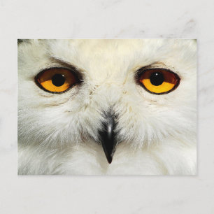 Snowy Owl Briefkaart