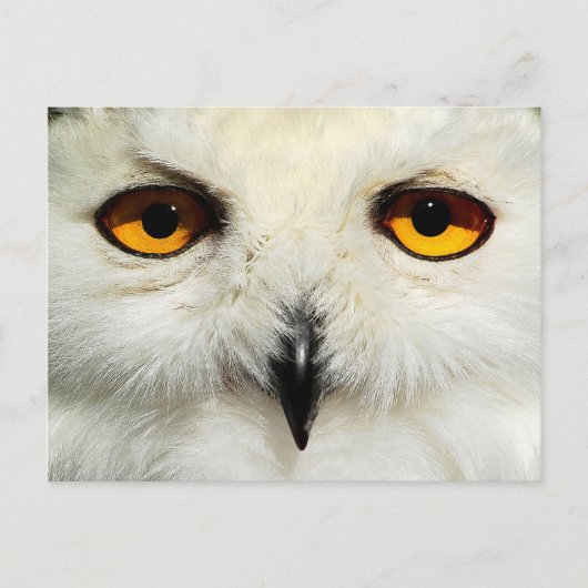 Snowy Owl Briefkaart (Voorkant)