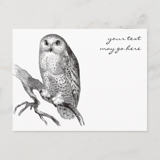 Snowy Owl Briefkaart (Voorkant)