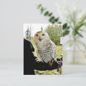 Snowy Owl Briefkaart (Staand voorkant)