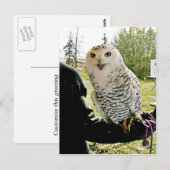 Snowy Owl Briefkaart (Voorkant / Achterkant)