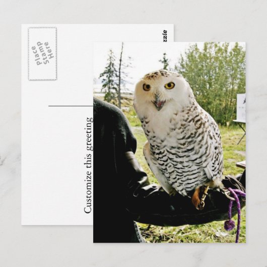 Snowy Owl Briefkaart (Voorkant / Achterkant)