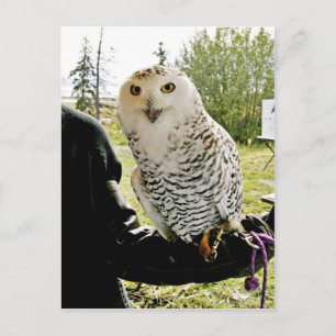 Snowy Owl Briefkaart