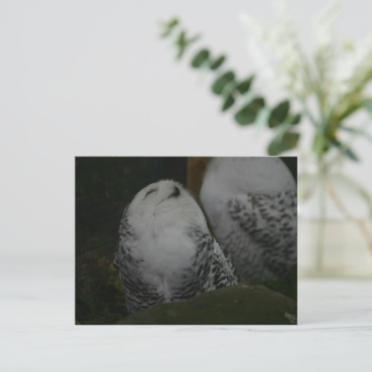 Snowy Owl Briefkaart (Staand voorkant)