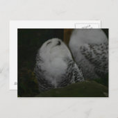 Snowy Owl Briefkaart (Voorkant / Achterkant)