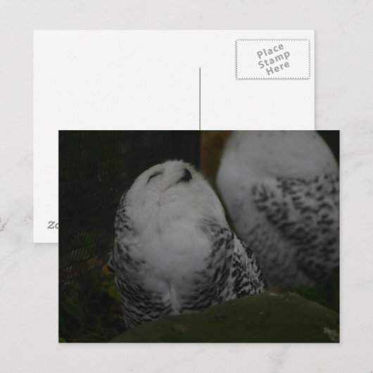 Snowy Owl Briefkaart (Voorkant / Achterkant)