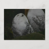 Snowy Owl Briefkaart (Voorkant)