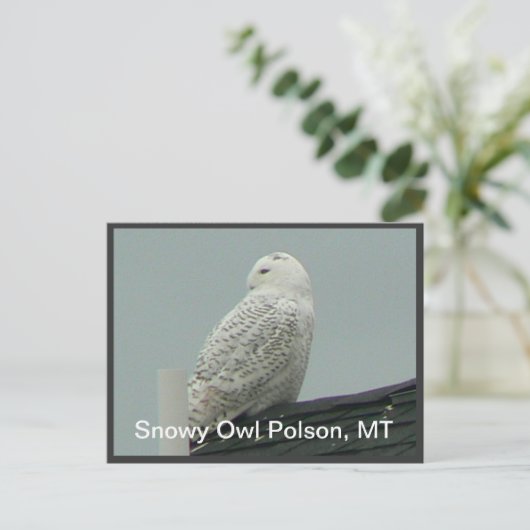 Snowy Owl Briefkaart (Staand voorkant)