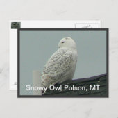 Snowy Owl Briefkaart (Voorkant / Achterkant)