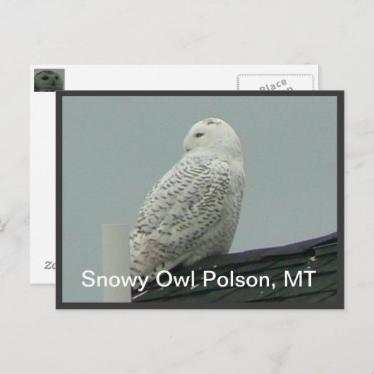 Snowy Owl Briefkaart (Voorkant / Achterkant)