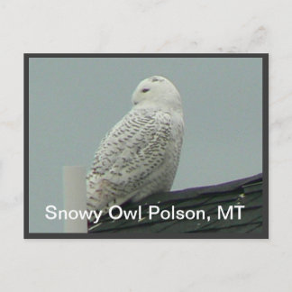 Snowy Owl Briefkaart
