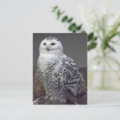 Snowy owl briefkaart (Staand voorkant)