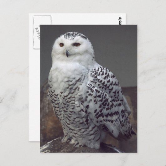 Snowy owl briefkaart (Voorkant / Achterkant)