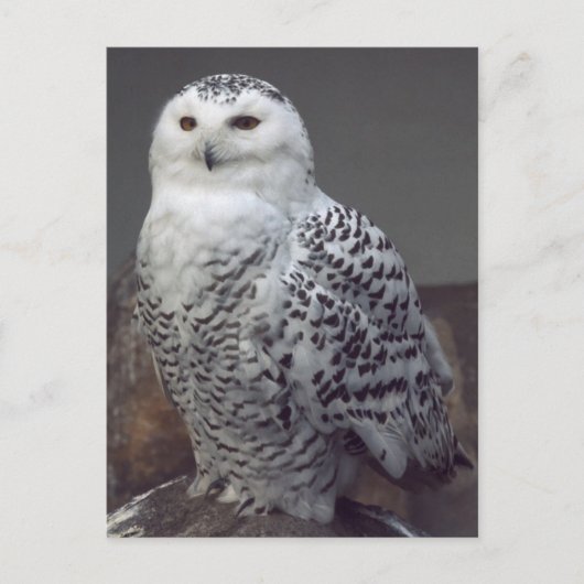 Snowy owl briefkaart (Voorkant)