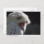 Snowy owl. briefkaart (Voorkant / Achterkant)