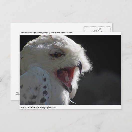 Snowy owl. briefkaart (Voorkant / Achterkant)