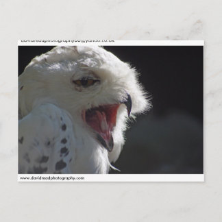 Snowy owl. briefkaart