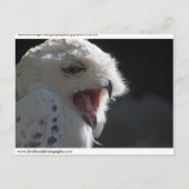 Snowy owl. briefkaart (Voorkant)