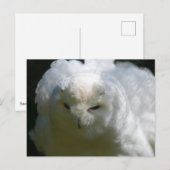 Snowy Owl Briefkaart (Voorkant / Achterkant)