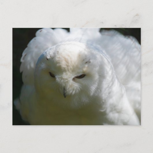 Snowy Owl Briefkaart (Voorkant)